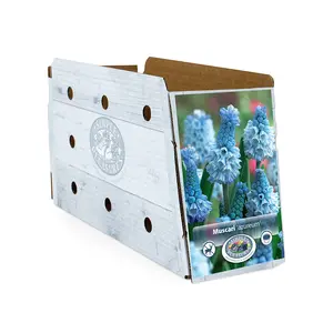 Muscari Azureum | Cappers 15 x 15 - image 2