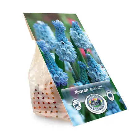 Muscari Azureum | Cappers 15 x 15 - image 3
