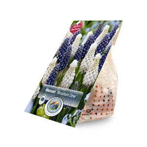 Muscari Blend Mountain Dew | Capper 16 x 30 - image 3
