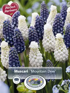 Muscari Blend Mountain Dew | Capper 16 x 30