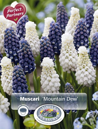 Muscari Blend Mountain Dew | Capper 16 x 30 - image 4