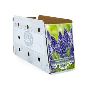 Muscari Bling | Cappers 10 x 20 - image 2