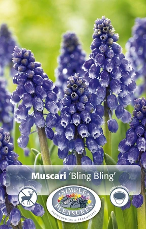 Muscari Bling | Cappers 10 x 20 - image 3