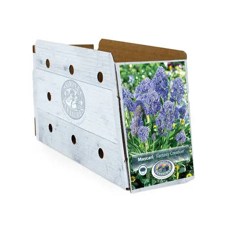 Muscari Fantasy Creation | Cappers 15 x 15 - image 2