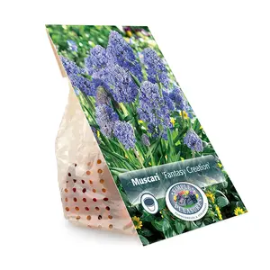 Muscari Fantasy Creation | Cappers 15 x 15 - image 3
