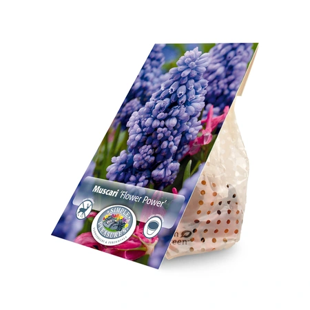 Muscari Flower Power | Cappers 10 x 20 - image 3