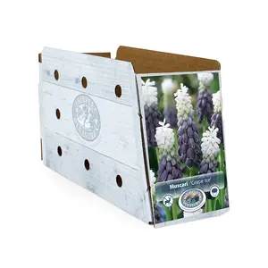 Muscari Grape Ice | Cappers 10 x 20 - image 2