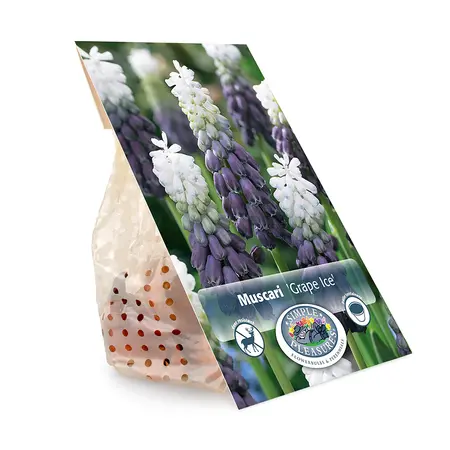 Muscari Grape Ice | Cappers 10 x 20 - image 3