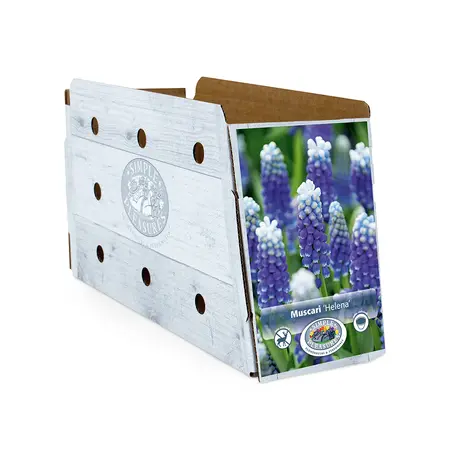 Muscari Helena | Cappers 10 x 20 - image 2