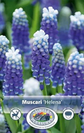 Muscari Helena | Cappers 10 x 20 - image 1