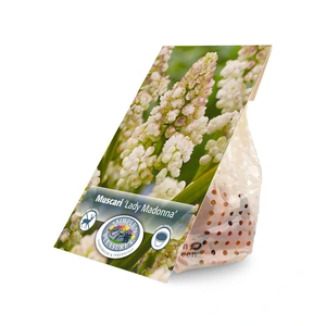 Muscari Lady Madonna | Cappers 10 x 20 - image 3
