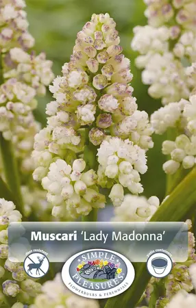 Muscari Lady Madonna | Cappers 10 x 20 - image 1