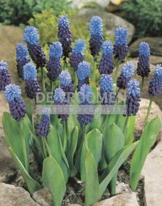 Muscari latifolium | 100 pce