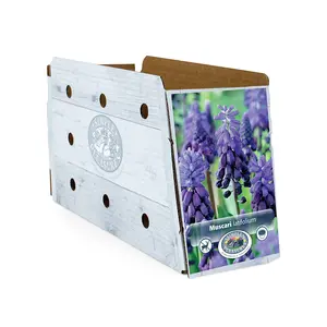 Muscari Latifolium | Cappers 20 x 15 - image 2
