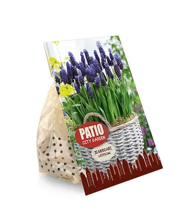 Muscari Latifolium | Cappers 35 x 20 - image 2