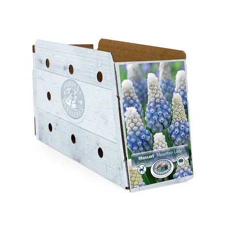 Muscari Mountain Lady | Cappers 10 x 15 - image 2