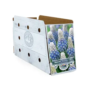 Muscari Mountain Lady | Cappers 10 x 15 - image 2