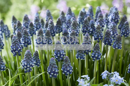 Muscari Night Eyes | 100 pce