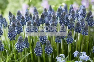 Muscari Night Eyes | 100 pce