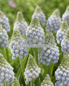 Muscari Aucheri Ocean Magic (®) | 100 pce