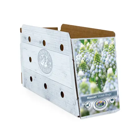 Muscari Ocean Magic | Cappers 10 x 20 - image 2