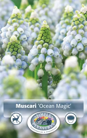 Muscari Ocean Magic | Cappers 10 x 20 - image 1