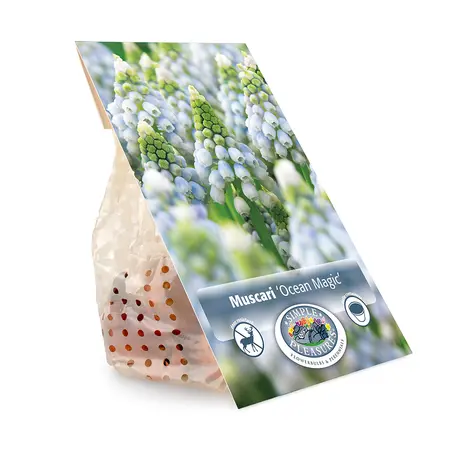 Muscari Ocean Magic | Cappers 10 x 20 - image 3