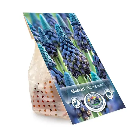 Muscari Paradoxum | Cappers 15 x 15 - image 2