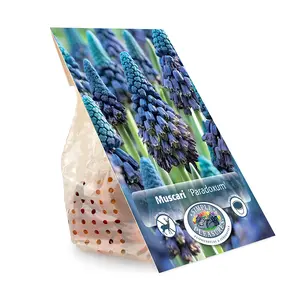 Muscari Paradoxum | Cappers 15 x 15 - image 2