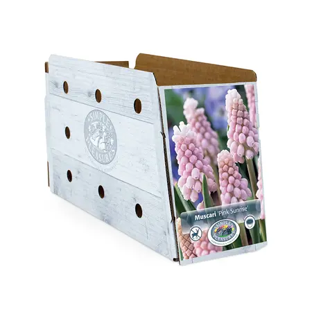 Muscari Pink Sunrise | Cappers 5 x 15 - image 2