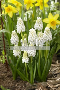 Muscari Aucheri White Magic (®) | 100 pce