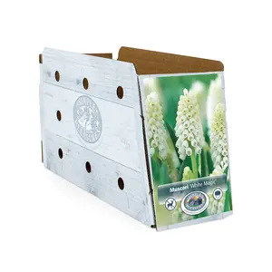 Muscari White Magic | Cappers 10 x 15 - image 2