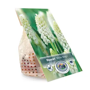 Muscari White Magic | Cappers 10 x 15 - image 3