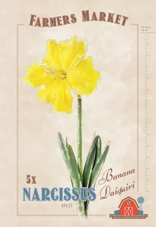Narcissus Banana Daiquiri | Cappers 5 x 20 - image 1