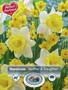 Narcissus Blend Mother and Daughter | Cappers 12 x 16 - image 3