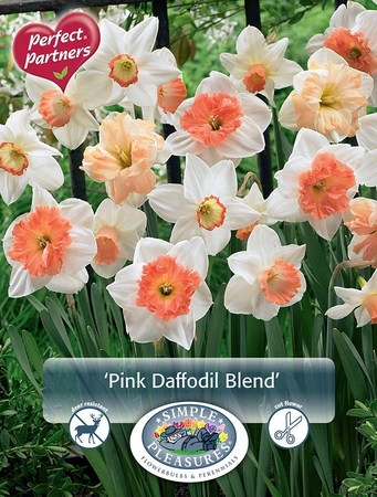 Narcissus Blend Pink | Capper 20 x 10 - image 3