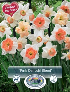 Narcissus Blend Pink | Capper 20 x 10 - image 3