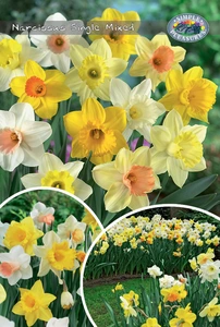 Narcissus Blend Single Mixed | Bags 30 x 15