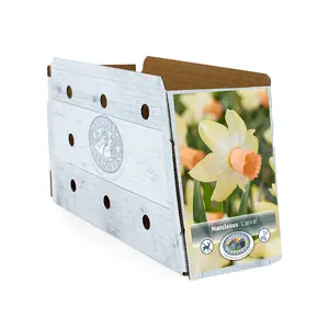 Narcissus Cyclamineus Carice | Cappers 5 x 12 - image 2