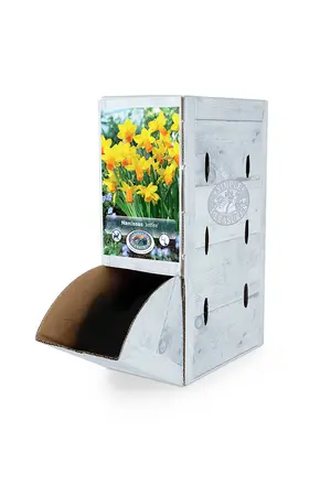 Narcissus Cyclamineus Jetfire | 100 pce - image 2