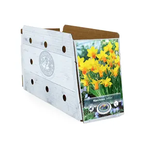 Narcissus Cyclamineus Jetfire | Cappers 10 x 12 - image 2