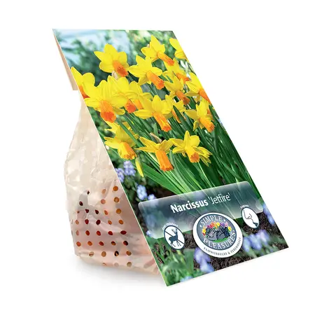 Narcissus Cyclamineus Jetfire | Cappers 10 x 12 - image 3