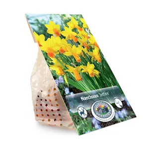 Narcissus Cyclamineus Jetfire | Cappers 10 x 12 - image 3