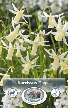 Narcissus Cyclamineus Snipe | Cappers 8 x 16 - image 1