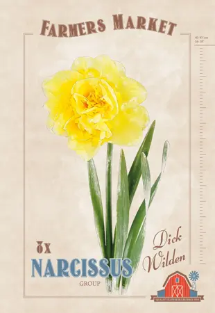 Narcissus Dick Wilden | Cappers 8 x 20 - image 1