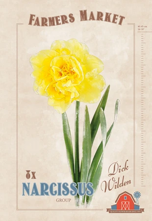 Narcissus Dick Wilden | Cappers 8 x 20 - image 4