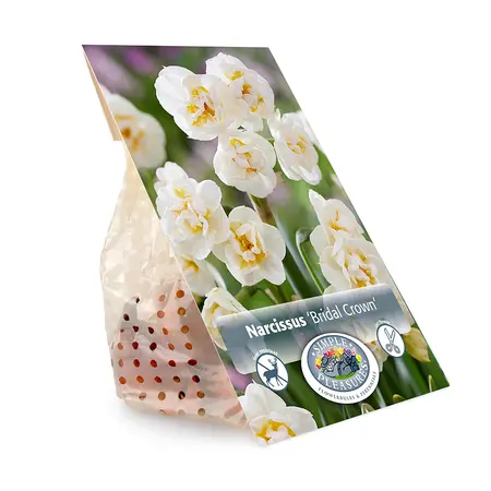 Narcissus Double Bridal Crown | Cappers 5 x 12 - image 3