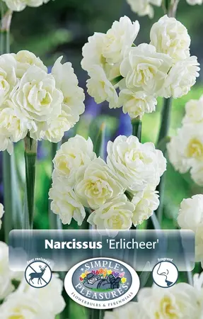 Narcissus Double Erlicheer | 60 pce - image 1