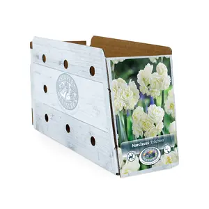 Narcissus Double Erlicheer | Cappers 5 x 12 - image 2