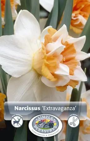 Narcissus Double Extravaganza | Cappers 5 x 12 - image 1